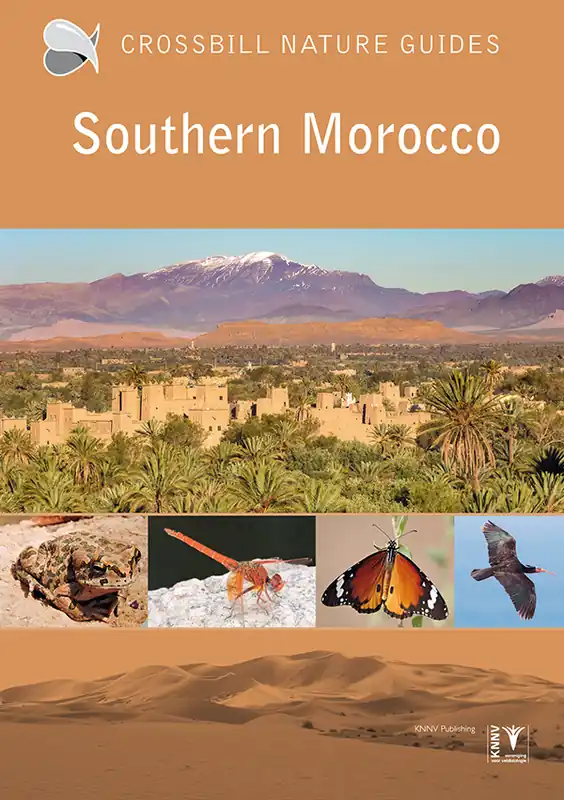 Goedkoop Crossbill Guide Southern Morocco | natuurreisgids Zuid-Marokko