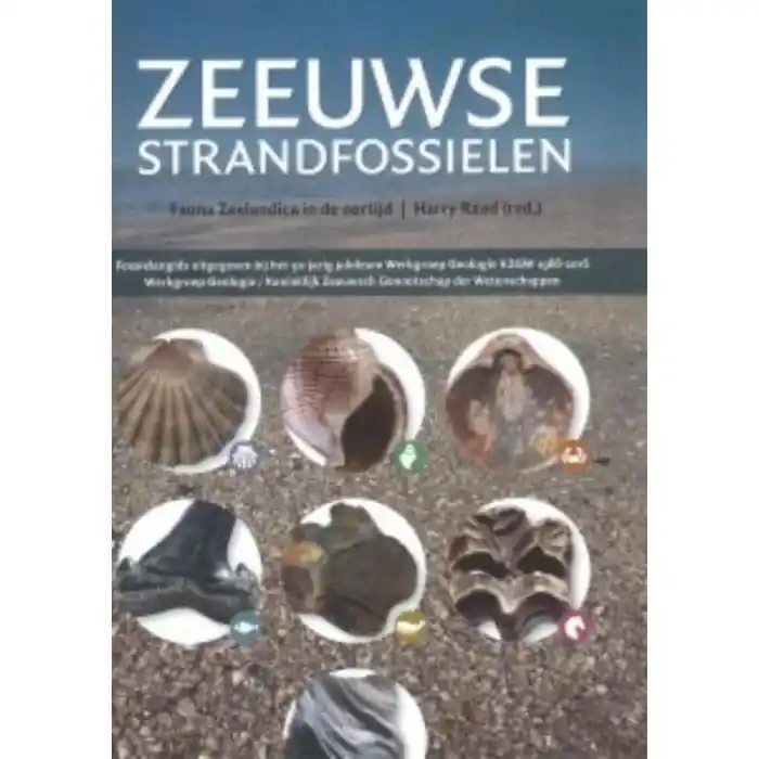 Nu Kopen Zeeuwse strandfossielen