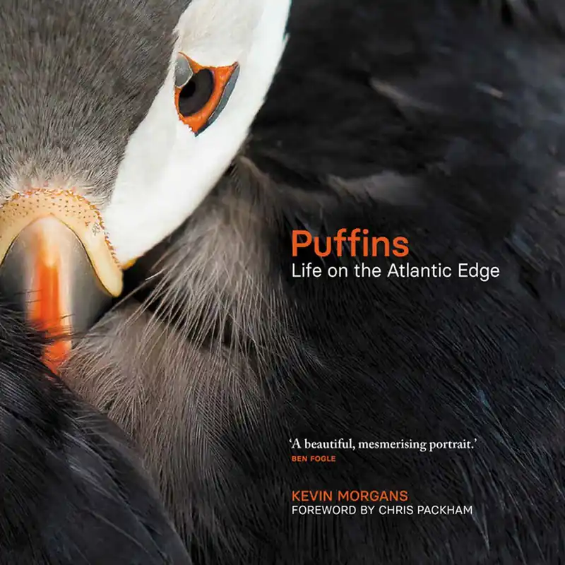 Seizoensaanbieding Puffins : Life on the Atlantic Edge