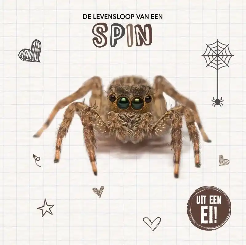 Premium De levensloop van een spin