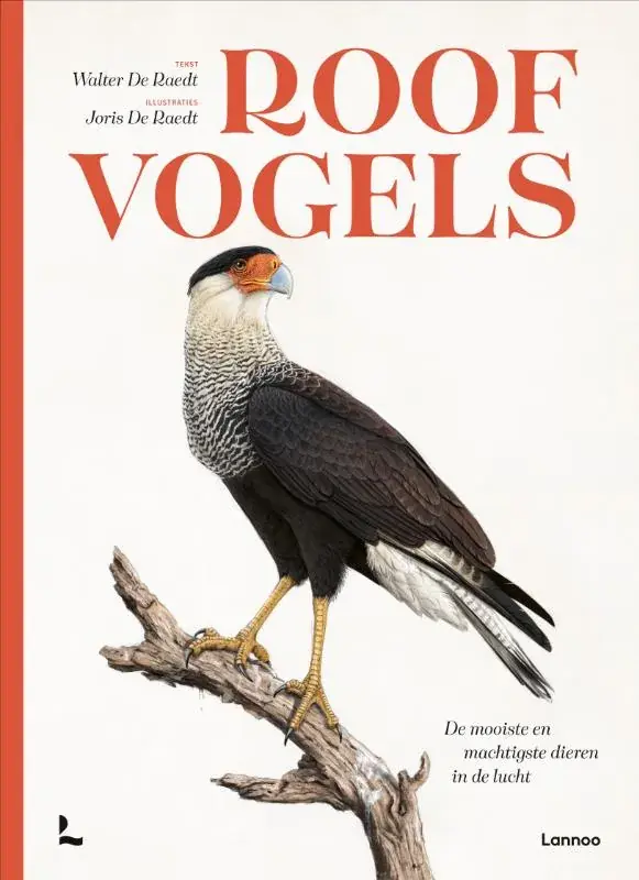 Roofvogels Rechtstreeks Van De Fabrikant