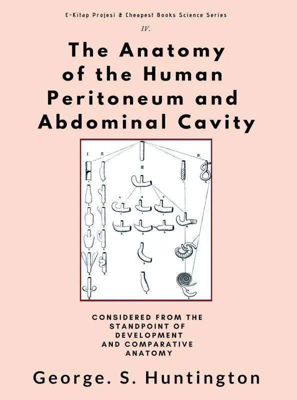 Betaalbaar The Anatomy of the Human Peritoneum and Abdominal Cavity / 1st Edition
