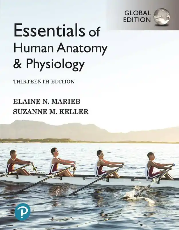 Essentials of Human Anatomy & Physiology, Global Edition Koop Online